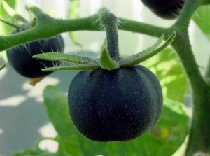 черен домат 