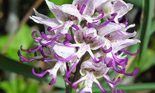 orhideya1