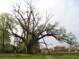 Вековният дъб в село Гранит, Стара Загора