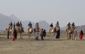 Сахара камили