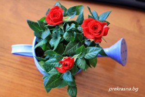цветя пресаждане